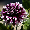 Dahlia Mystery Day