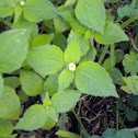 Galinsoga Weed