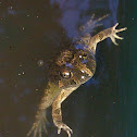 Ornate Burrowing Frog