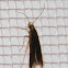 Moth