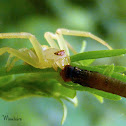 Crab spider eating geometrid moth caterpillar