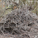 Woodrat Midden