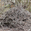 Woodrat Midden
