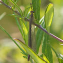 Antlion