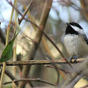 Black-capped Chickadee