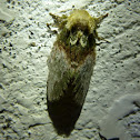Moth