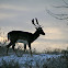 Fallow Deer