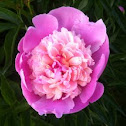 peony