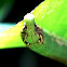 Hawk-moth Caterpillar