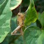 Immature grasshopper