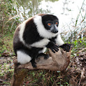 Ruffed Lemur