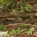 common pauraque