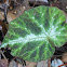Begonia