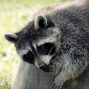 Raccoon