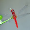 Scarlet Skimmer