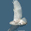 Snowy Owl
