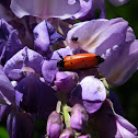 Mylabris quadripunctata