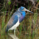 tri colored heron