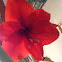 Amaryllis