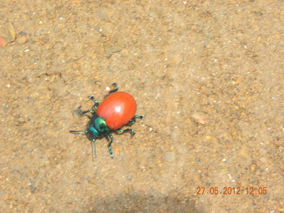 Spotting Image 1