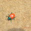 LADY BUG