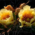Prickly Pear