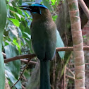 Blue-crowned Motmot