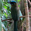 Blue-crowned Motmot
