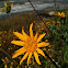 Mountain Mule Ears