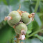 Some Fruit