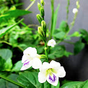 Chinese Violet