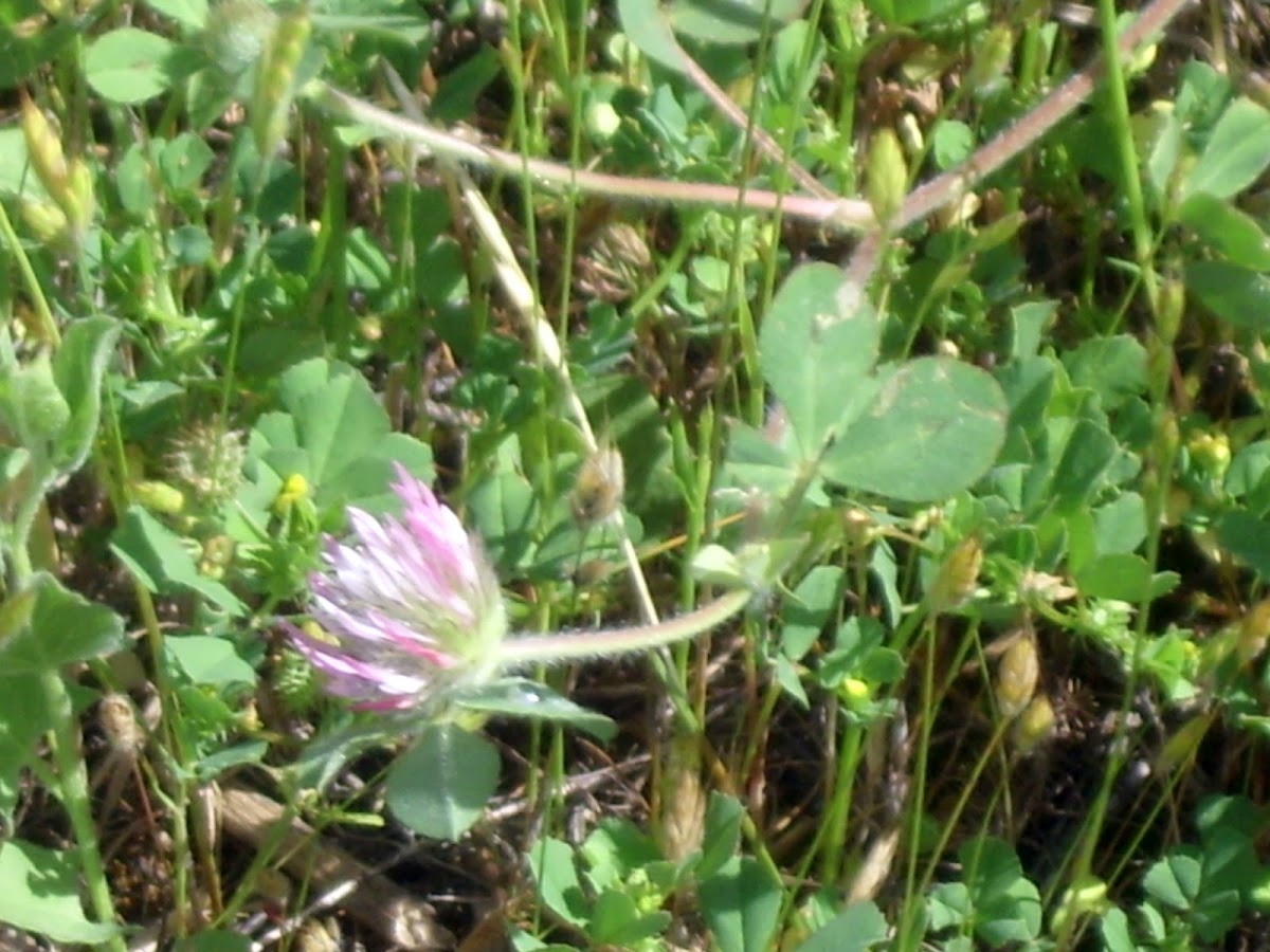 Red Clover