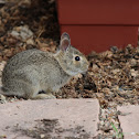 Young Mountain Cottontail