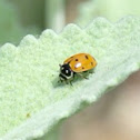 Convergent Ladybird Beetle