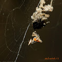 Spiders