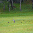 Family of Wild Turkeys