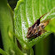 Spittle Bug
