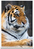 Zoo_Photography_Tiger.jpg