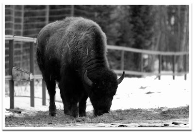 Zoo_Photography_Bison.jpg