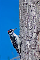 Bird_Photography_1.jpg