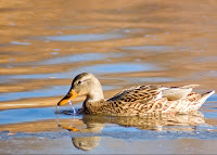 Bird_Photography_2.jpg