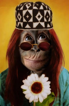 [monkey[4].jpg]