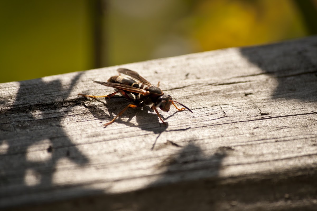 Wasp