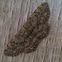Geometer Moth