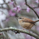Carolina Wren