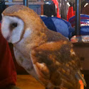 Barn Owl