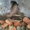 monitor lizard