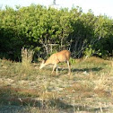 Black Tail Deer