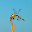 Odonatos ibéricos (Iberian odonates)