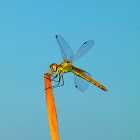 dragonfly